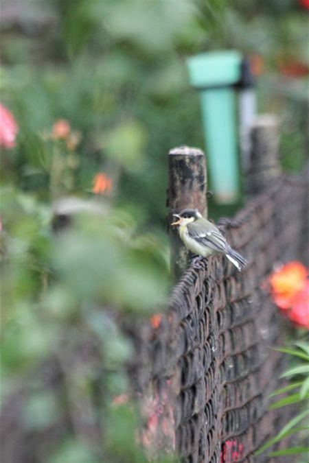 Great Tit  - Adrianna Muszyńska