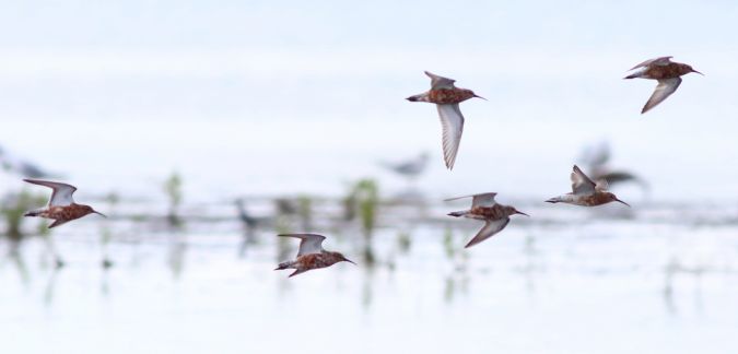 biegus krzywodzioby  - Michał Polakowski