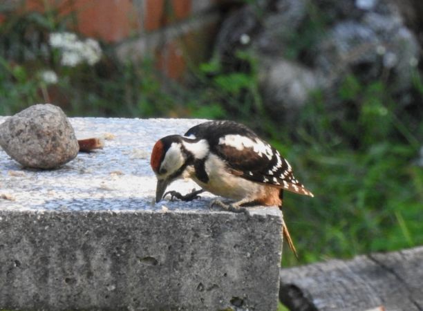 dzięcioł duży  - Magdalena Traciłowska