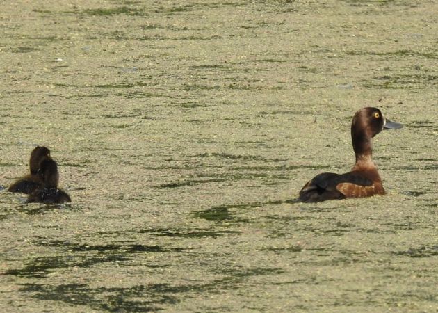 Fuligule morillon  - Magdalena Traciłowska