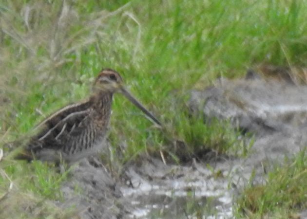 kszyk  - Robert Wakulski