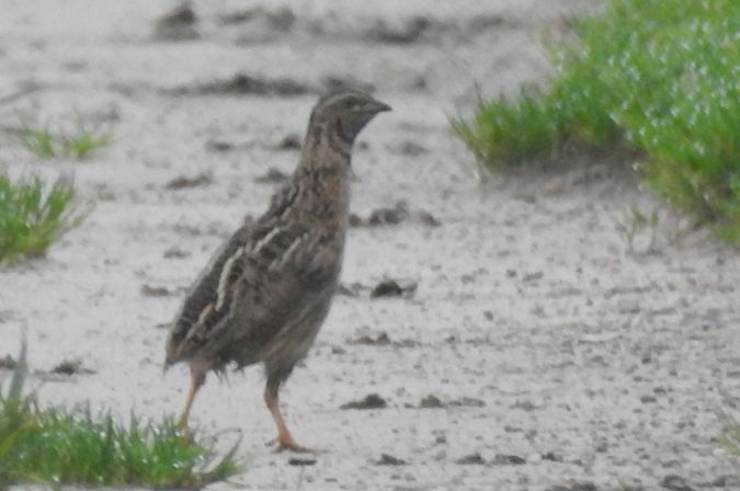 przepiórka  - Robert Wakulski