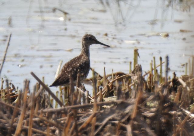 łęczak  - Robert Wakulski