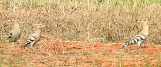 Wiedehopf  - Robert Wakulski