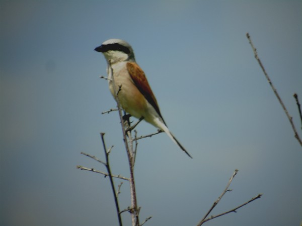 Neuntöter  - Andrzej Tarasiuk