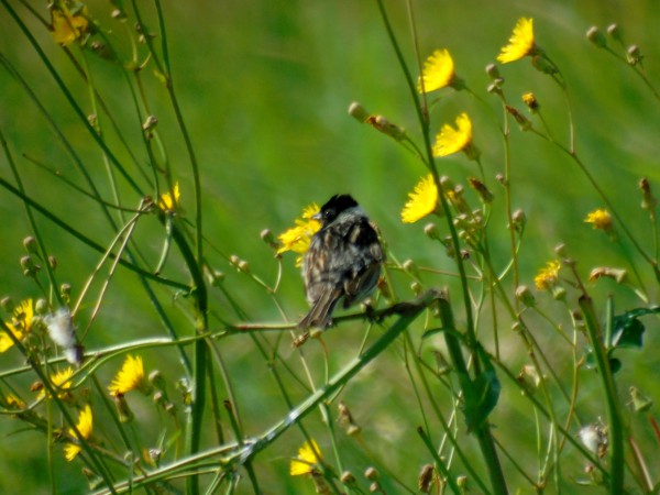 Common Reed Bunting  - Andrzej Tarasiuk