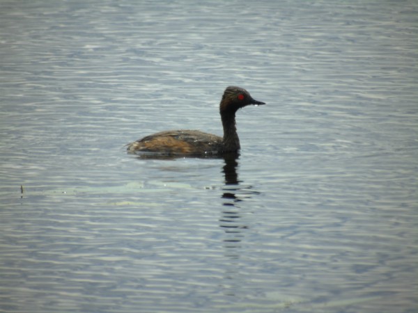 zausznik  - Andrzej Tarasiuk