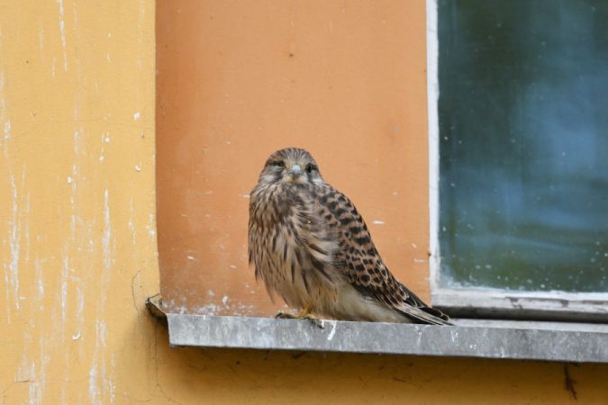 pustułka  - Marcin Sołowiej