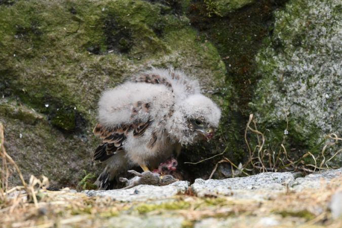 Common Kestrel  - Marcin Sołowiej