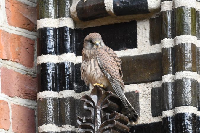 Faucon crécerelle  - Marcin Sołowiej