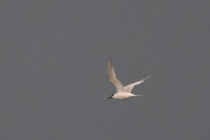 rybitwa czubata  - Marcin Sołowiej