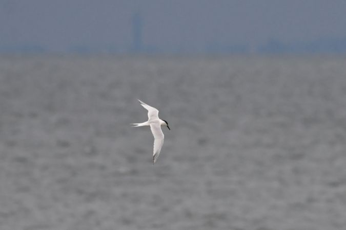 Brandseeschwalbe  - Marcin Sołowiej