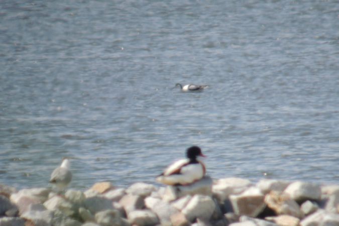 Avocette élégante  - Marcin Sołowiej