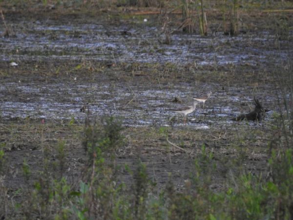 kwokacz  - Marta Ilkowska Nowak