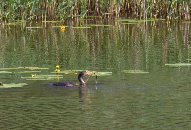 Kormoran  - Hanna Żelichowska