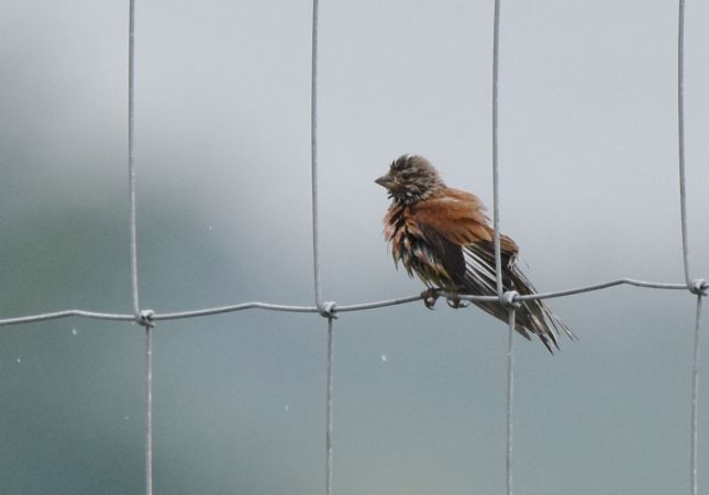 Bluthänfling  - Hanna Żelichowska