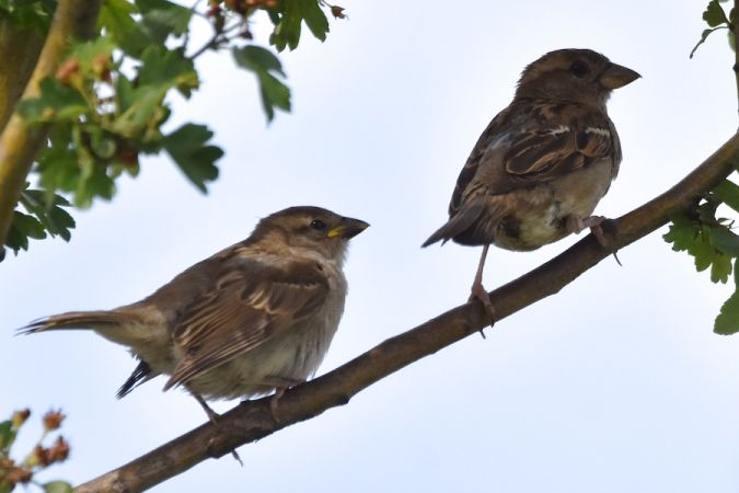 Moineau domestique  - Hanna Żelichowska