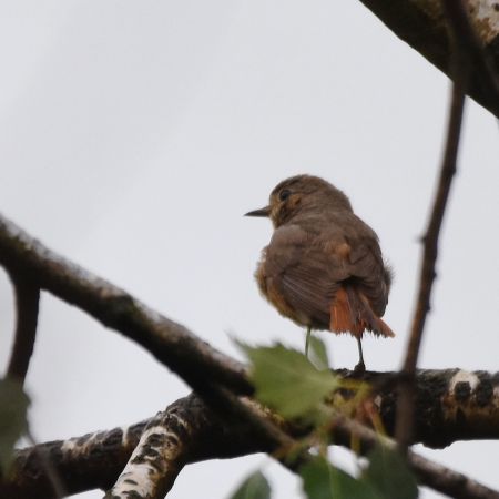 Gartenrotschwanz  - Hanna Żelichowska