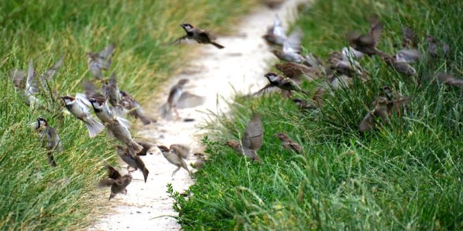 Haussperling  - Hanna Żelichowska