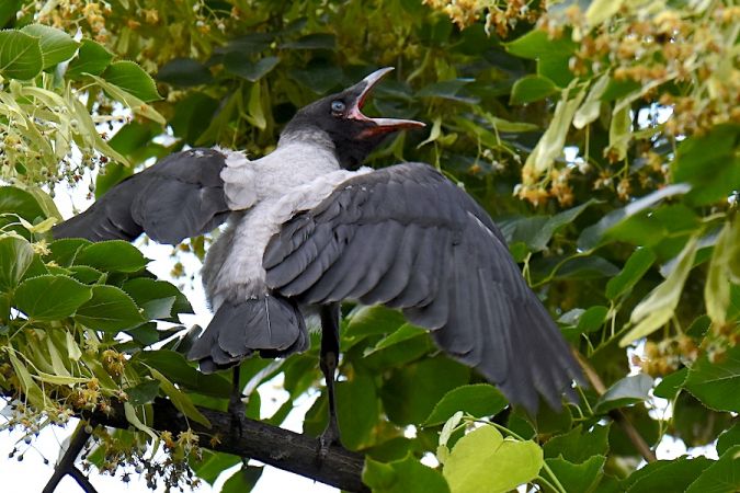 wrona siwa  - Hanna Żelichowska
