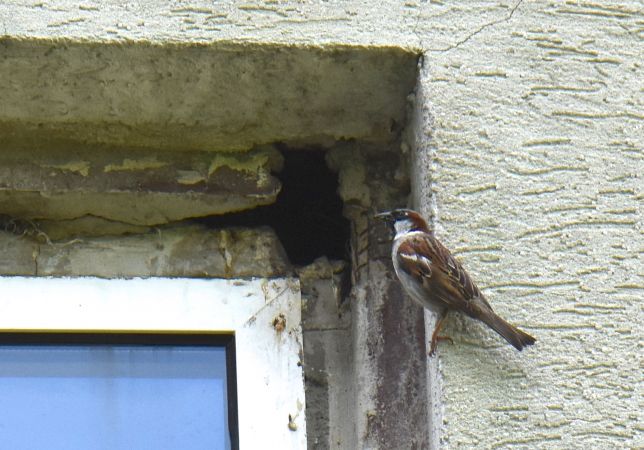 Moineau domestique  - Hanna Żelichowska