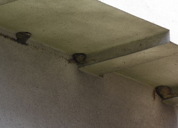 Hirondelle de fenêtre  - Hanna Żelichowska