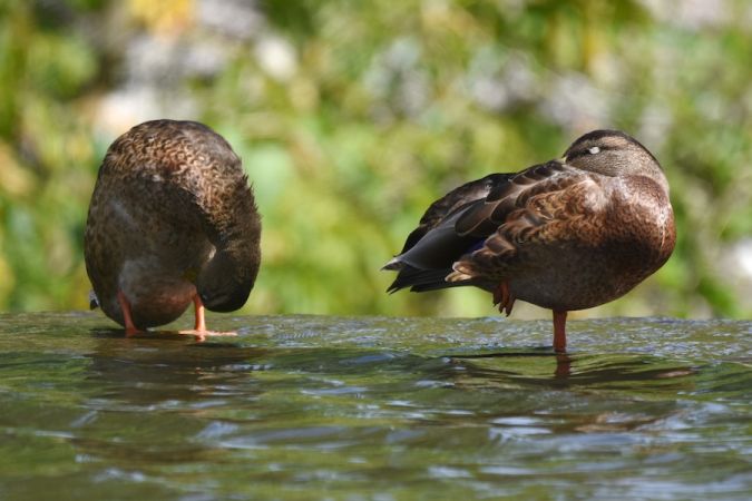 Stockente  - Hanna Żelichowska