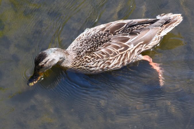 Stockente  - Hanna Żelichowska