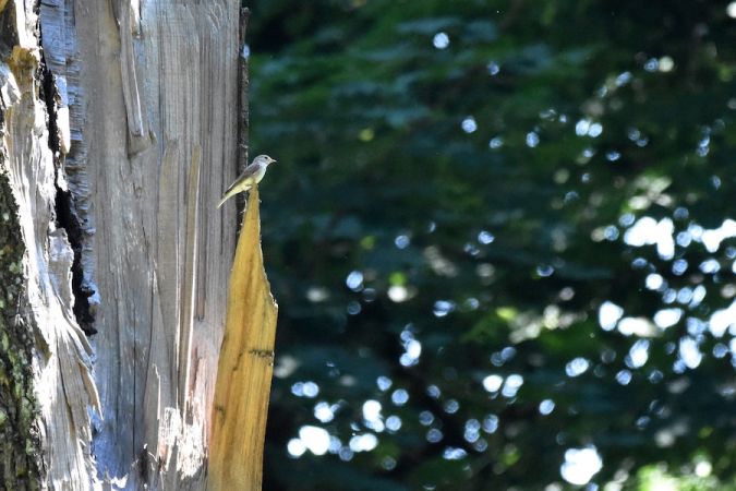 muchołówka szara  - Hanna Żelichowska