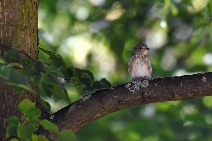 Gobemouche gris  - Hanna Żelichowska