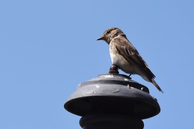 Gobemouche gris  - Hanna Żelichowska