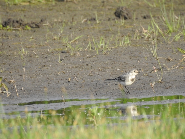 Bachstelze  - Amanda Zinkow