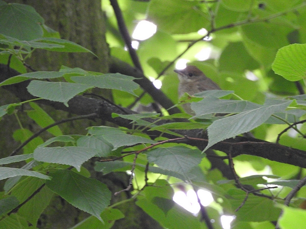 Mönchsgrasmücke  - Amanda Zinkow