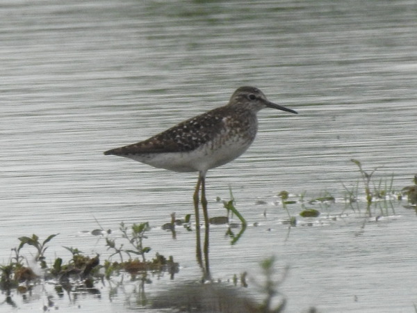 łęczak  - Amanda Zinkow