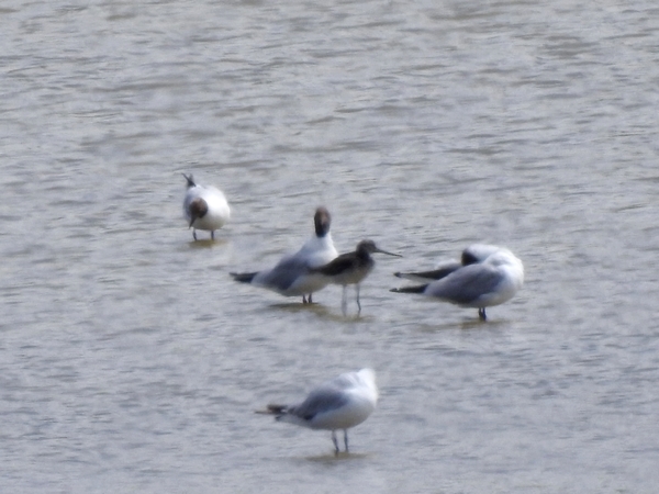 Grünschenkel  - Amanda Zinkow