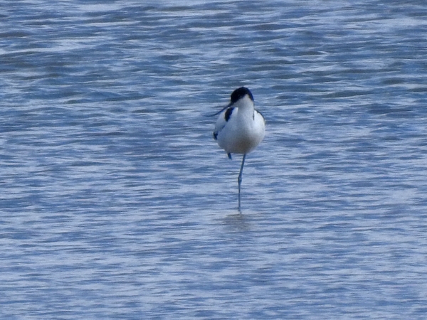 Säbelschnäbler  - Amanda Zinkow