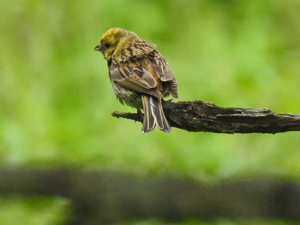 Yellowhammer  - Amanda Zinkow
