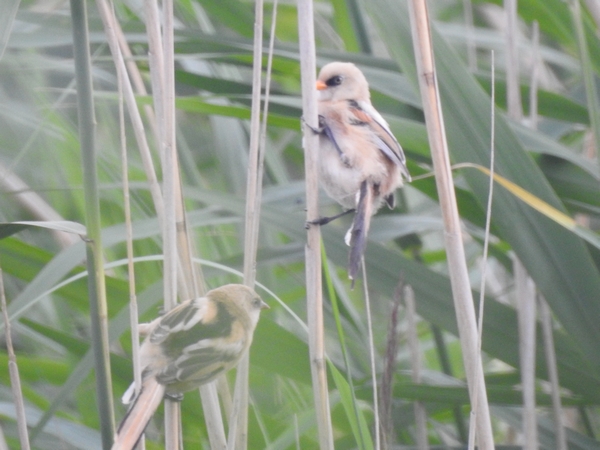 Bartmeise  - Amanda Zinkow