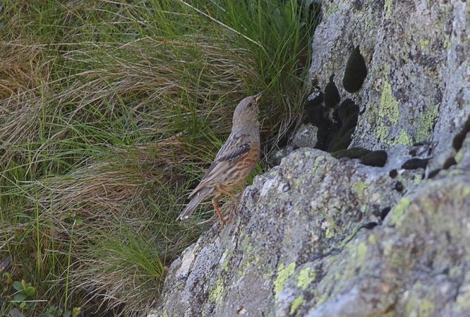 płochacz halny  - Łukasz Janocha