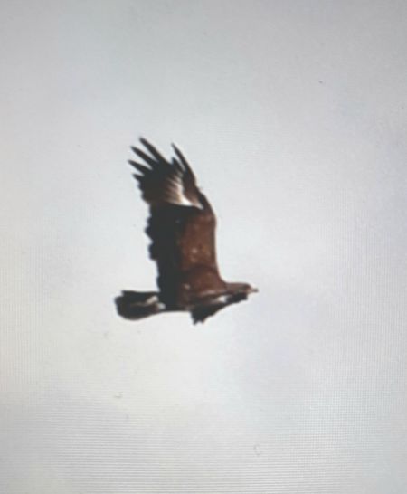 Lesser Spotted Eagle 