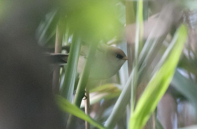 wąsatka  - Marcin Dec