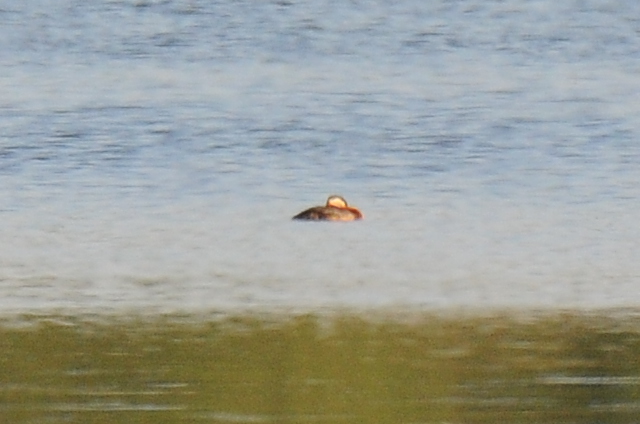 Red-necked Grebe  - Marcin Dec