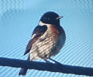 kląskawka  - Adam Szczepańczyk