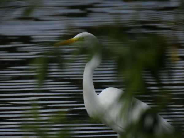 Silberreiher  - Jarosław Słowikowski