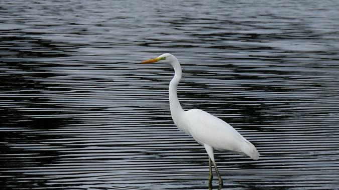 Grande Aigrette  - Jarosław Słowikowski