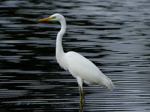 czapla biała  - Jarosław Słowikowski