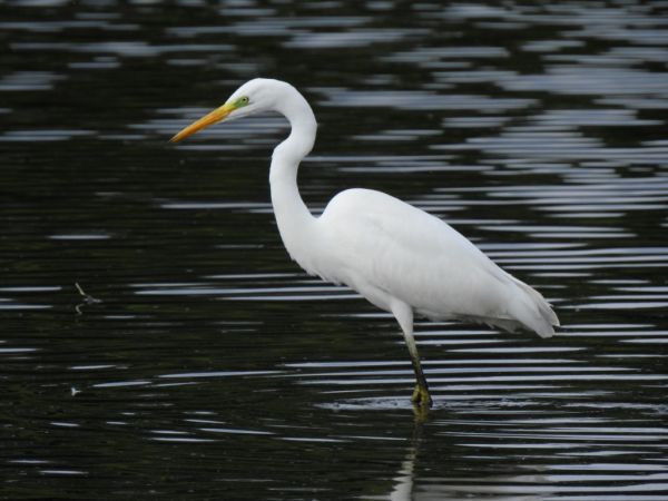 Silberreiher  - Jarosław Słowikowski