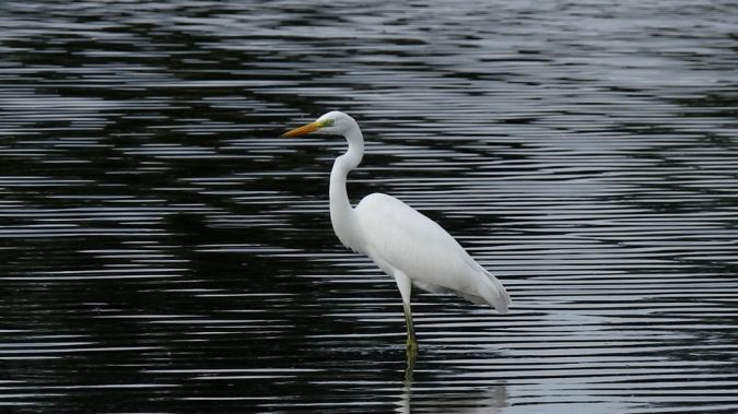 czapla biała  - Jarosław Słowikowski