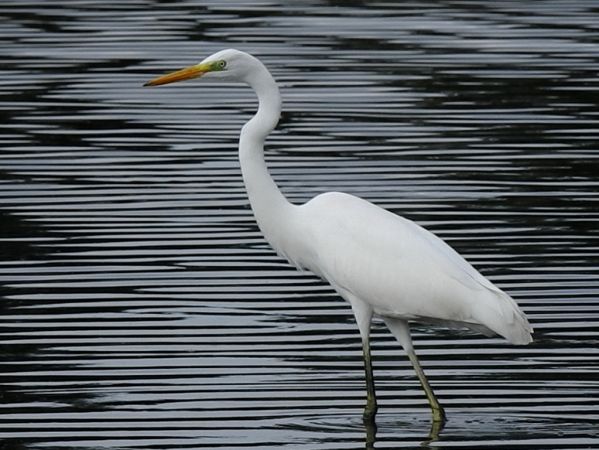 Silberreiher  - Jarosław Słowikowski
