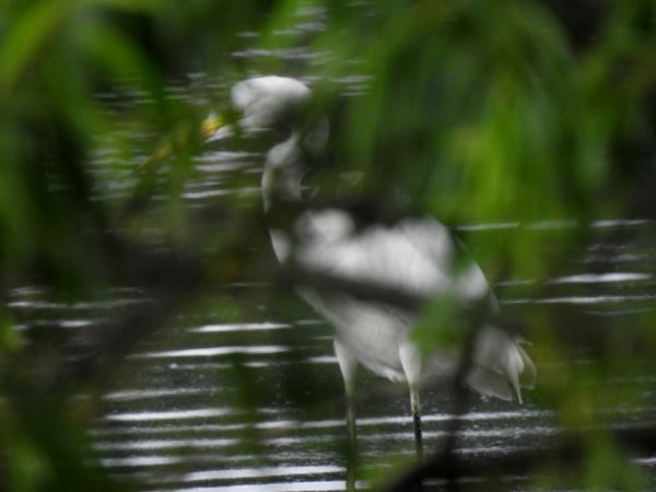 Silberreiher  - Jarosław Słowikowski